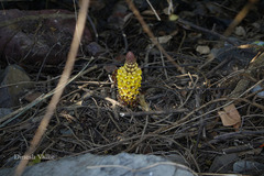 Cistanche tubulosa